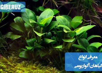 تصویر چند نوع گیاه آکواریومی رایج در آب شیرین مانند آنوبیاس، کریپتوکورین، جاوا فرن و والیسنریا در یک آکواریوم تزئینی، مناسب برای مقاله معرفی انواع گیاهان آکواریومی مقاوم و زیبا برای تزیین آکواریوم‌های خانگی