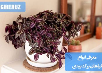 "معرفی انواع گیاهان برگ بیدی با ویژگیهای ظاهری و نکات مهم نگهداری در فضای آپارتمان."