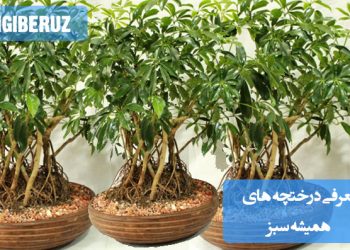 "معرفی درختچههای همیشه سبز با برگهای زیبا و نگهداری آسان برای فضای باغ و آپارتمان."