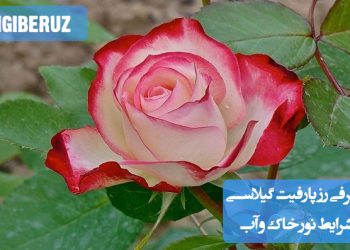 "رز پارفیت گیلاسی با گلهای قرمز زیبا، نیازمند نور آفتابی، خاک غنی و آبیاری منظم"