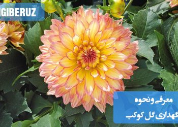 گل کوکب با رنگهای متنوع و شکوفههای درشت، یکی از گلهای محبوب زینتی است که با نور کافی و آبیاری منظم، بهراحتی در باغچه یا گلدان نگهداری میشود