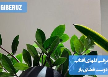 گلهای آفتابدوست مانند گل ناز، گل آفتابگردان، گل جعفری و اطلسی، انتخابی ایدهآل برای فضای باز با نور مستقیم خورشید هستند و جلوهای رنگارنگ به باغچه میدهند