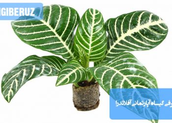 گیاه آفلاندرا با برگهای سبز براق و گلهای رنگارنگ در گلدان، نمایانگر شرایط نگهداری آن در نور غیرمستقیم، خاک سبک و مرطوب و آبیاری منظم؛ ایدهآل برای فضای داخلی خانه با توجه به نیاز به رطوبت و دمای معتدل.