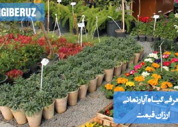 تصویری از گیاهان آپارتمانی ارزان قیمت مناسب برای خانهها و فضاهای داخلی که نیاز به نگهداری کم دارند