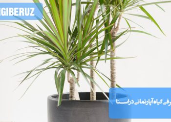 تصویر گیاه آپارتمانی دراسنا، یک گیاه زیبا و مقاوم که به‌طور ویژه برای محیط‌های داخلی مناسب است، با برگ‌های سبز و قرمز رنگ که زیبایی فضای خانه یا دفتر را دوچندان می‌کند.