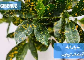 معرفی گیاه آپارتمانی کروتون، گیاهی رنگارنگ و جذاب با برگهای متنوع که میتواند به راحتی به دکوراسیون خانه زیبایی ببخشد