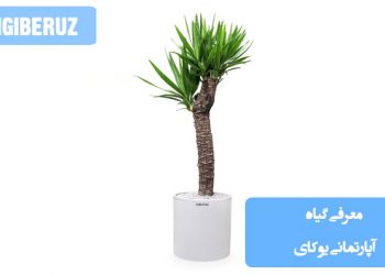 معرفی گیاه آپارتمانی یوکا؛ بررسی شرایط نگهداری، میزان نور، نیاز آبی و نوع خاک مناسب برای رشد یوکای خانگی