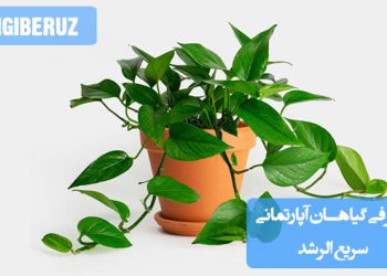 تصویری از گیاهان آپارتمانی سریع‌الرشد که به راحتی در فضای داخلی خانه رشد می‌کنند و به دکوراسیون کمک می‌کنند، مانند پتوس، دیفنباخیا و پوتوس