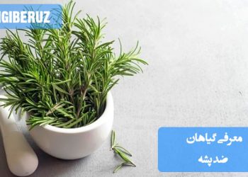 تصویری از گیاهان خانگی مانند نعناع، لیمو ترش، اسطوخودوس و رزماری که به عنوان گیاهان ضد پشه شناخته میشوند، مناسب برای توضیح خواص و روش استفاده از این گیاهان طبیعی در مقابله با پشهها