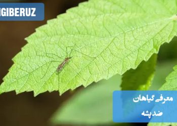 تصویری از گیاهان طبیعی ضد پشه مانند اکالیپتوس، اسطوخودوس و نعناع که به عنوان راهکارهای طبیعی برای دفع حشرات در فضای داخلی و بیرونی استفاده میشوند