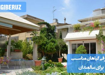 "معرفی گیاهان مناسب برای سالمندان با نگهداری آسان، هوا تازه‌کن و کمک به آرامش و نشاط."