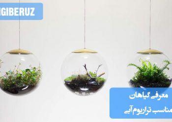 تراریومی شیشه‌ای با گیاهان آبی زینتی مانند آنوبیاس، جاوا فرن و خزه کریسمس، قرار گرفته روی میز چوبی با نور ملایم، نشان‌دهنده گیاهان مقاوم و مناسب برای محیط‌های مرطوب و آبی
