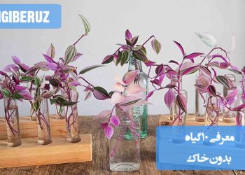 "معرفی ۱۰ گیاه بدون خاک: گیاهانی که در آب یا محیطهای هیدروپونیک رشد میکنند"