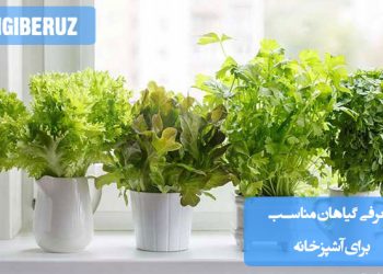 معرفی ۷ گیاه مناسب برای آشپزخانه؛ گیاهان مقاوم و تزئینی که هوای آشپزخانه را تازه و زیبا میکنند
