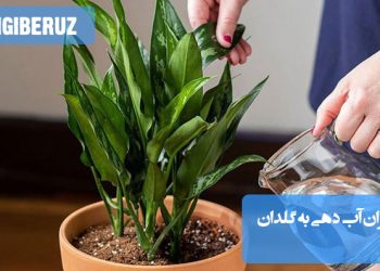 تصویری از گلدان با گیاهان مختلف و مقدار مناسب آبدهی به هرکدام، شامل نکات مهم برای آبیاری صحیح و جلوگیری از غرقابی و خشکی گیاهان