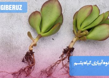 نحوه آبیاری گیاه یشم شامل آبیاری منظم اما نه بیش از حد، با فاصله زمانی مناسب بین آبیاری‌ها برای جلوگیری از پوسیدگی ریشه‌ها و حفظ سلامت این گیاه مقاوم و همیشه سبز