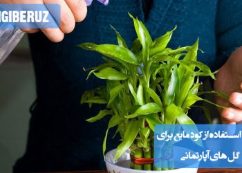 نحوه صحیح استفاده از کود مایع برای تقویت گلهای آپارتمانی؛ راهنمای آبیاری و میزان مصرف کود برای رشد بهتر