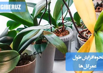 "روشهای افزایش طول عمر گلها با آبیاری مناسب، نگهداری در دمای مناسب و تغذیه درست."