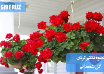 "آموزش نحوه تکثیر گل شمعدانی با استفاده از قلمهزنی و شرایط مناسب برای رشد سالم گیاه جدید."