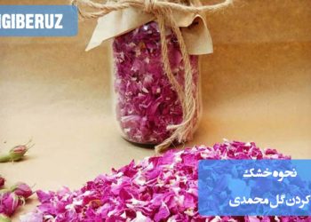 نحوه خشک کردن گل محمدی بدون تغییر رنگ شامل استفاده از روشهای خشککردن طبیعی مانند آویزان کردن در سایه یا استفاده از سیلیکا ژل برای حفظ رنگ و عطر گل.