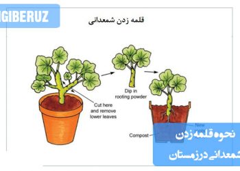 "نحوه قلمه زدن شمعدانی در زمستان: انتخاب قلمه سالم، استفاده از هورمون ریشه‌زایی و شرایط دمایی مناسب"