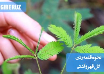 "آموزش نحوه قلمه زدن گل قهر و آشتی برای تکثیر سالم و رشد بهتر گیاهان آپارتمانی و باغچه‌ای."