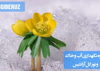 "نحوه نگهداری گل آرانتیس: آبیاری مناسب، خاک خوب و نور غیرمستقیم برای رشد بهتر"