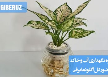 "نحوه نگهداری گل آگلونما برفی: آبیاری مناسب، خاک مرطوب و نور غیرمستقیم برای رشد بهتر"