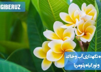 "نحوه نگهداری گیاه پلومریا: آبیاری منظم، خاک سبک و زهکشی‌شده، و نور مستقیم برای رشد بهینه"