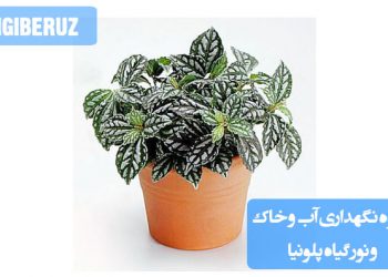 "نحوه نگهداری گیاه پلونیا: آبیاری منظم، خاک مرطوب و زهکشی‌شده، و نور غیرمستقیم برای رشد سالم"