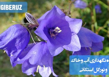 "نحوه نگهداری گل استکانی: آبیاری مناسب، خاک خوب و نور غیرمستقیم برای رشد بهینه"