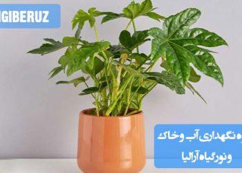 "نحوه نگهداری گیاه آرالیا: آبیاری منظم، خاک خوب زهکشی شده و نور غیرمستقیم برای رشد سالم"