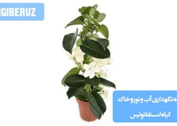 "نحوه نگهداری گیاه استفانوتیس: آبیاری منظم، خاک زهکشی شده و نور غیرمستقیم برای رشد بهینه"