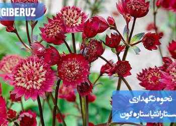 تصویری از گیاه آستارانتیا ستارهگون با توضیحاتی در مورد شرایط نگهداری شامل نور مناسب، آبیاری، خاک و دما برای رشد بهینه این گیاه