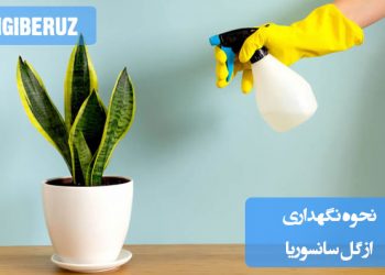 نحوه نگهداری از گل سانسوریا: مراقبت از گیاه با آبیاری منظم و نور غیرمستقیم