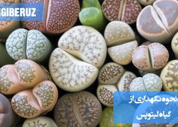 نگهداری از گیاه لیتوپس شامل قرار دادن گیاه در نور غیرمستقیم، آبیاری کم و منظم، استفاده از خاک با زهکشی خوب و دمای گرم است. این گیاه به رطوبت کم و خاک خشک نیاز دارد.