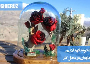 نحوه نگهداری رز جاودان در محل کار: راهکارهایی برای افزایش عمر رز جاودان در محیط اداری با حفظ دما، دوری از نور مستقیم و رطوبت زیاد برای ماندگاری زیبایی گل