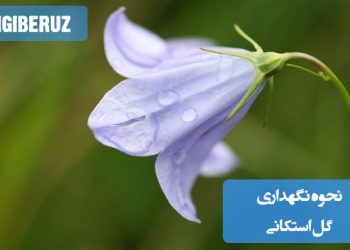 "نحوه نگهداری گل استکانی: آبیاری منظم، خاک زهکشی‌شده و سبک، نور غیرمستقیم برای رشد بهینه"