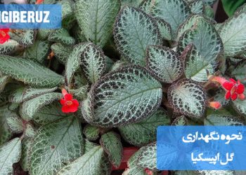 "نگهداری گل اپیسکیا (Episcia): نیاز به نور غیرمستقیم، آبیاری منظم با خاک همیشه مرطوب (نه خیس)، رطوبت بالا و خاک سبک با زهکشی عالی. مناسب تراریوم و سبدهای آویز."