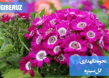 "راهنمای نگهداری گل سینره با نکات آبیاری، نوردهی و مراقبت برای رشد بهتر و گلدهی بیشتر."