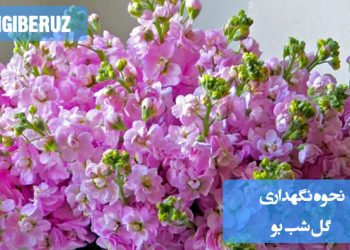 نحوه نگهداری گل شببو در گلدان یا باغچه شامل نور کافی، آبیاری منظم و خاک غنی با زهکشی مناسب برای حفظ طراوت و عطر طبیعی این گیاه معطر