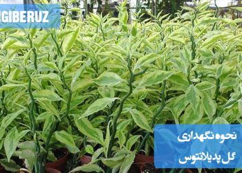 تصویری از گل پدیلانتوس با توضیحات در مورد شرایط نگهداری، نیاز به آب، خاک مناسب و نور برای رشد بهینه این گیاه