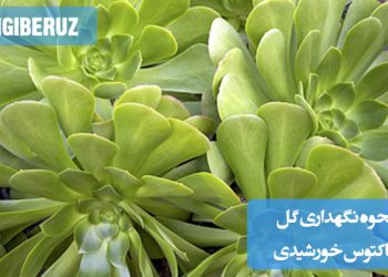 تصویری از گل کاکتوس خورشیدی همراه با نکات نگهداری مانند نور مورد نیاز، دفعات آبیاری، و شرایط خاک مناسب برای رشد سالم این گیاه مقاوم