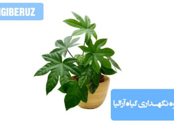 "نحوه نگهداری گیاه آرالیا: آبیاری منظم، خاک مرطوب و زهکشی‌شده، نور غیرمستقیم و محیط گرم برای رشد سالم"