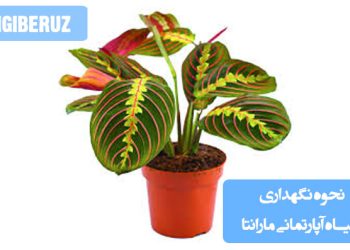 راهنمای کامل نحوه نگهداری گیاه آپارتمانی مارانتا برای رشد بهتر و نگهداری آسان در منزل.
