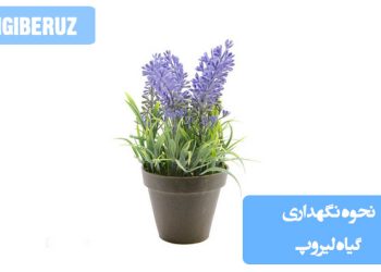 تصویری از گیاه لیروپ با برگهای کشیده و سبز، مناسب برای معرفی روشهای نگهداری، آبیاری، نور و شرایط رشد در فضای داخلی و باغچه