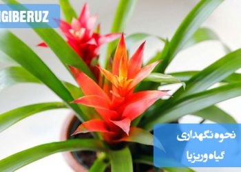 "نحوه نگهداری گیاه وریزیا: آبیاری ملایم، خاک مرطوب و زهکشی‌شده، نور غیرمستقیم برای رشد سالم"