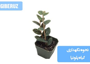 تصویری از گیاه پلونیا با برگ‌های سبز و بزرگ در گلدان، مناسب برای آموزش روش‌های نگهداری، آبیاری، نیاز نوری و دما برای این گیاه مقاوم و زینتی در فضاهای داخلی