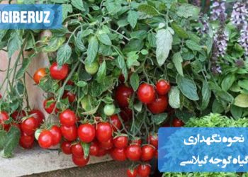 تصویری از گیاه گوجه گیلاسی با نکات مراقبتی شامل آبیاری، نور مورد نیاز و شرایط خاک برای پرورش سالم و برداشت گوجههای کوچک و خوشمزه در خانه