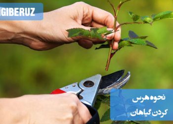 نحوه هرس کردن گیاهان: راهنمای کامل و اصولی برای هرس گیاهان آپارتمانی و باغی، شامل زمان مناسب هرس، ابزار مورد نیاز و تکنیکهای صحیح برای حفظ سلامت و زیبایی گیاهان